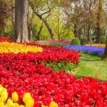 Emirgan Woods and Pavilions